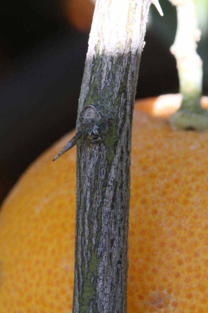              Second - third year twig (Riverside, CA)       